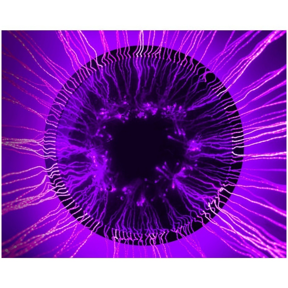 Baldachim 80 cm - obrazek 5